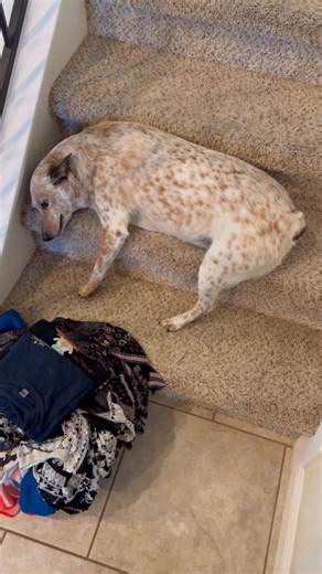 James Blanchard on Instagram: "Anyone care to guess? 😂 #heeler #funny #pets #dog"