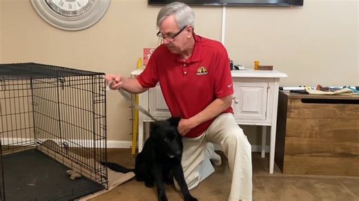 SIMPLE German Shepherd Puppy Leash Training technique from German Shepherd Man...GSM | German Shepherd Man