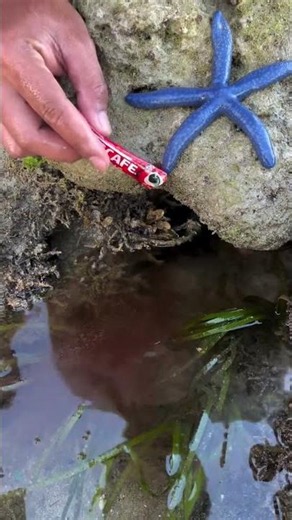 Blue Starfish Found Under Rock 😱🌊 #shorts #starfish #sea