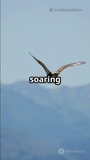 The Wild Adventures of the Ferruginous Hawk! #wild #Birds #WildlifeDocumentary #ferruginoushawk