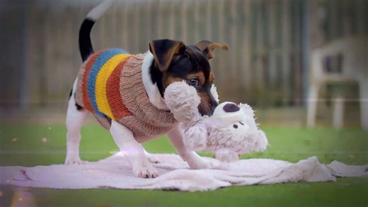 Llega el programa 'Dog House', un formato que promueve la adopción