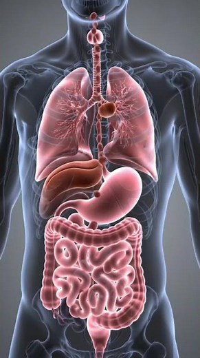 Human Digestive System 3D Animation | Ultra-Realistic Anatomy in Motion