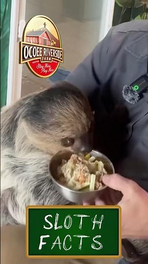 Sloth Facts - how many Teeth do Sloths have?!?