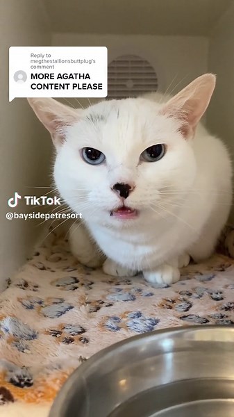 Meet Agatha: The Grumpy Cat That's Totally Relatable | Funny Cat Video