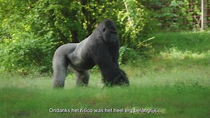 Onlangs zijn twee gorillagroepen in Apenheul samengevoegd tot een groep. De groep bestaat nu uit negen gorilla’s, variërend in leeftijd van negen maanden tot 51 jaar. Hiermee is het de grootste gorilla-familiegroep van Nederland! De introductie van de gorilla’s was een bijzondere gebeurtenis. Apenheul heeft vaker gorilla’s bij elkaar geïntroduceerd, maar nog niet eerder twee bestaande groepen. Waarom we hiervoor hebben gekozen? En hoe het nu met de gorilla’s gaat? Olaf van Leeuwen, teamleider Di