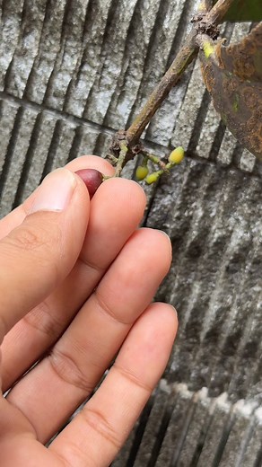 621K views · 2.2K reactions | 離the progress of the mistletoe planting experiment after 6 days #bonsai #bonsaiindonesia #gardening #holidayseason #fblifestyle | Ara Jaber Bonsai | Facebook