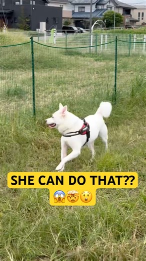 The athletic doggo 🐶 agility test