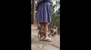 Monkey stops another monkey from climbing under girl’s dress in China
