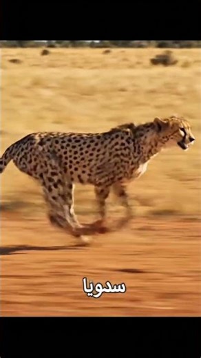 أسرع حيوان بري! الفهد 🐆 | Fastest Land Animal #أسرع_حيوان #الفهد #حيوانات_سريعة #معلومات_سريعة