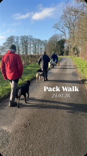 Our Wolf Pack - Pack Walk. 24.01.26. 14 Dogs 18 Humans 3 Miles 0 Reactions 👏 Almost all of this group would have told us this was impossible 6 months ago. Time, patience, consistency & a lot of hard work makes change possible. Proud of you all for putting in the effort! #roguewolvesk9 #dogtrainingtips #communitysupport #reactivedogs | Rogue Wolves K9 Training Academy & Family Protection Dogs