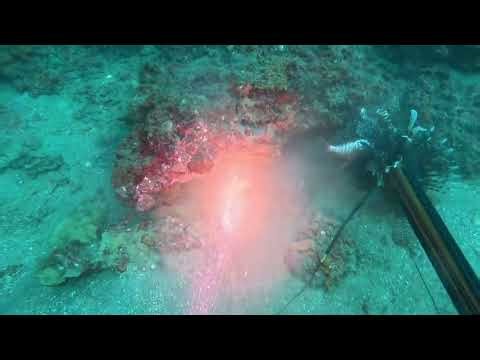 Spearing lionfish. How to make a lion-fish Shish Kabob-Scuba Diving Gulf of America
