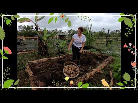 How To Grow Potatoes In Mulch or Straw - All Steps