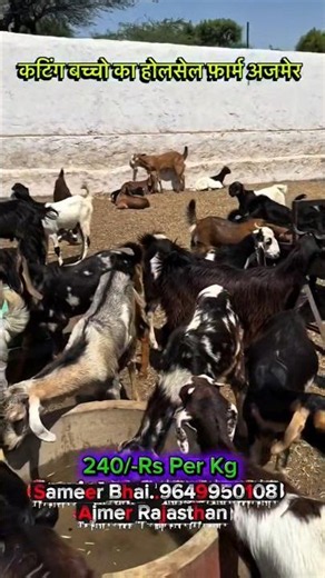 #goats #goatfarm #sirohibreed #farming #short #video #viral #bakri #animals #agriculture #newreel