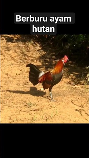 berburu ayam hutan