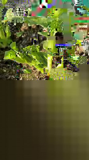 Planting more seeds today! 🫘 These beans are generally easy to grow. They prefer cool weather and can be planted in the fall for overwintering in my grow zone, 8b. They tolerate frost well and can even improve soil fertility by fixing nitrogen. Grow them in well-drained soil, provide support for the tall plants, and consider sowing in late summer or early fall for successful overwintering. Anyone else growing fava beans? Let me know. #favabean #favabeans #overwintering #coolweather #beans #fall