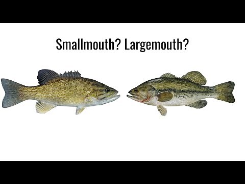 Smallmouth vs Largemouth Bass Comparison Video | Hook On