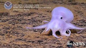 172K views · 5.8K reactions | New octopus species? Ghostlike creature discovered 2.5 miles under the sea near Hawaii | ABC World News Tonight with David Muir | Facebook