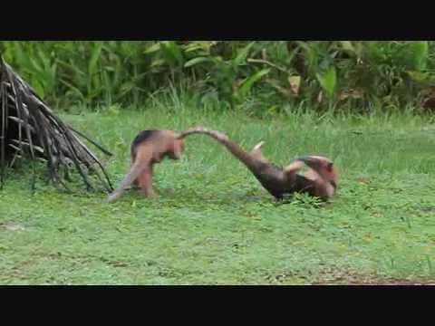 Anteaters Fight in the Wild.wmv