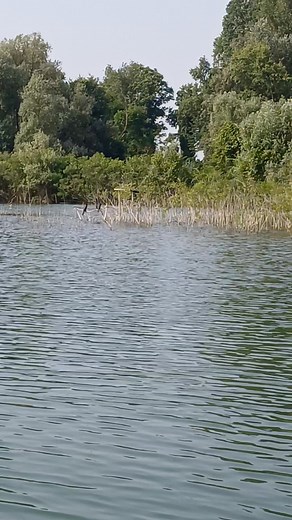 Maledetti cormorani | Samuele Menegolo