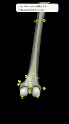 anatomy of lower part of femur #creatorsearchinsights #bones #anatomy #foryou #viral