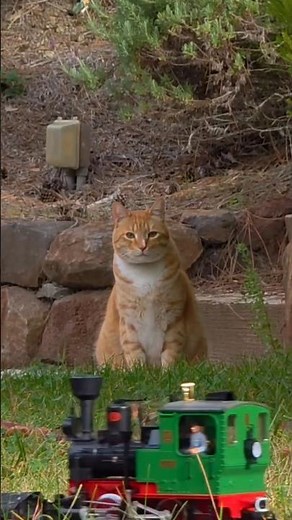 Cozy garden train moments with curious cats 🐾🚂
