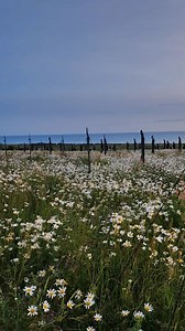 '' Remember '' British Normandy Museum - 6 juin 2025 Bonne journée Affiches, tirages, tableaux sur : https://www.glazpictures.com | Rémi Lemenicier Photographies