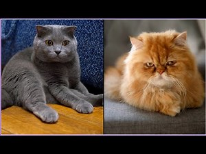Top 10 Most Beautiful Cats in the World – Mesmerizing Breeds You Have to See!"