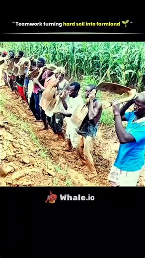 @solved_science | Collective farming methods in many African regions rely on teamwork, where groups of farmers work together to till the land with hand... | Instagram
