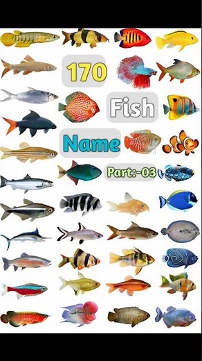 170 Fish Name :- 03 #fishname #fishnames #fish #100fish #nameoffish #fishes