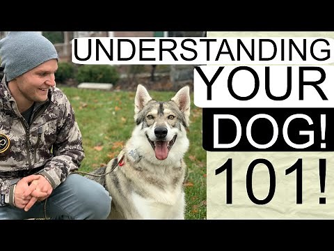 How to correct your dog's bad behavior | Understand your dog useful clues to understand your dog