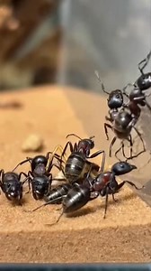 Total Domination!!hunted down🔥 #shortsreels #reelschallenge #reelsfacebook #wildlife #foryoupagereels #insects #nature #fighter #insectsofinstagram | The Arthropod Arena