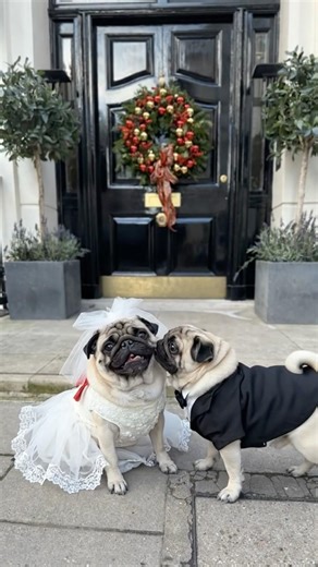PUGS WEDDING 👰🏼 #dog #pug