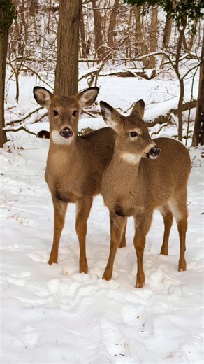 Captivating Wildlife Photography of Deer in Nature