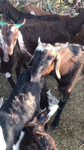 وضعية لقاء الماعزgoat meeting goat meet-up goat farms #bakaraykimasti #bakra