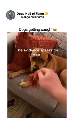 Dogs demonstrate guilty behavior upon rule violations before owner discovery, revealing cognitive awareness of transgression through body language changes including lowered posture, averted gaze, tucked tail, flattened ears, and submissive approach patterns. This pre-emptive guilt response indicates dogs possess episodic memory recalling their actions, understand household rules, and anticipate negative consequences, challenging previous assumptions that canine guilt represents purely conditione