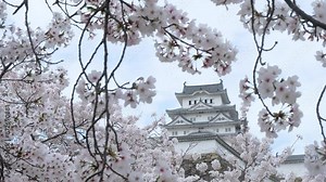 Pan shot of Himeji castle with sakura cherry blossom season in Japan.