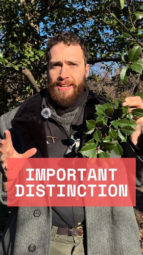 Levi O’Brien on Instagram: "Seed plants are divided into Gymnosperms and Angiosperms. Gymnosperms contain conifers which are the most important Northern temperate member of this group. Conifers have cones. Angiosperms have flowers and fruit. Angiosperm trees are also referred to as hardwoods and broadleaf trees. Conifers are referred to as softwoods. We will get deeper into this distinction later. This video sorts the often misused “deciduous” and “evergreen” categories from Angiosperms and Coni