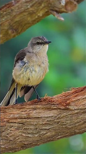Nikon p1000 video . Nikon p1100 is better? #nikon #nikonp1000 #nature #birds #shorts super zoom🔥💯🙉