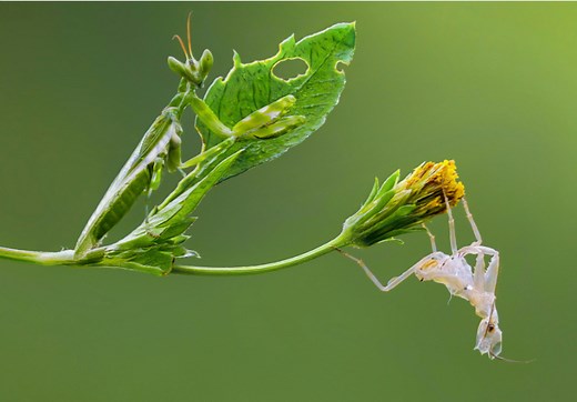 What do baby praying mantis eat? (And what to avoid at all costs) | petusiast