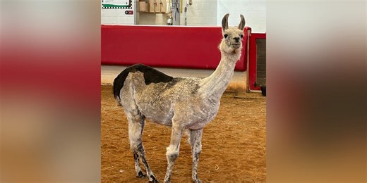 Llama living at camp for children with serious illness is crowned oldest llama in captivity