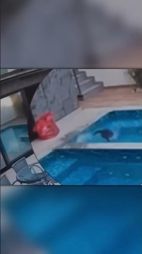Cat Falls Into the Pool and Panics Hilariously!