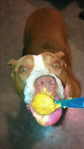 Can Dogs Eat Peanut Butter? The Truth Every Dog Owner Needs to Know! #shorts