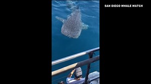 4.3K views · 183 reactions | Have you seen this? It’s a rare sighting of a whale shark approaching the boat of "San Diego Whale Watch” off the shore of Point Loma Monday. These sharks are gentle giants because they’re slow-moving filter-feeders. The company’s captain says the last time they saw a whale shark was in 2015. #sandiego #whaleshark | CBS 8 San Diego | Facebook