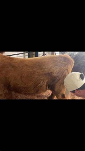 1.1K views · 32 reactions | Cow spa day ASMR — featuring Gretchen being a diva and kicking the blower hose  #hugahighlandllc #jdlivestock | JD Livestock / Hug-A-Highland LLC | Facebook