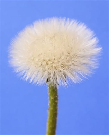zorancodes on Instagram: "Dandelions follow a straightforward life cycle that starts when a tiny seed carried by the wind settles on soil and begins to grow. The young plant develops a low rosette of leaves that absorb sunlight to produce energy, while a strong taproot extends deep underground to store nutrients. As the plant reaches maturity, it produces a hollow stem topped with a bright yellow flower. After pollination, or in some cases without it, the flower turns into a round seed head that