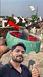 Mini Vlog 92 | Kabootar ne Zameen Par Ande De Diye 🥚 | Ando Ko Safe Nest Me Shift Kiya 🕊️