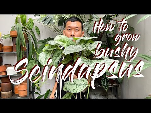 How to Grow BUSHY/FULL Pot Of Scindapsus (OR Pothos, Epipremnum, And Trailing Philodendrons)