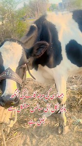 48K views · 468 reactions | Cow treatment #reelsvideoシ #viralpost2025シ #fypシviralシ2024 #viralreelsシ #videoviralシ #foryoupageシforyou #viralreelschallenge #dairyfarmfarm #tiktokviral | Vet Doctor Naveed | Facebook