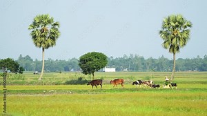 Villagers lead cattle, cows and goats to graze in the fields, showcasing the serene and traditional everyday life of rural communities amidst the tranquil countryside landscape