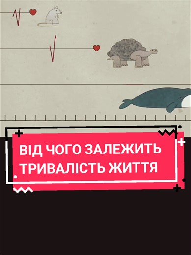 Чому одні тварини живуть кілька тижнів, а інші сотні й навіть тисячі років? 🤯 Від крихітного черв'яка до гренландської акули і кита розбираємо, як середовище, розмір і генетика впливають на тривалість життя. #тваринки #наука #еволюція #цікаво #цікавознати